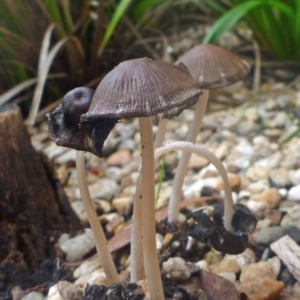 Coprinellus etc. at Aranda, ACT - 29 Mar 2014