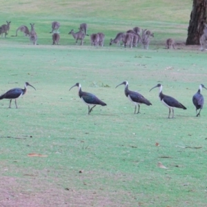 Threskiornis spinicollis at Hughes, ACT - 23 Jan 2020