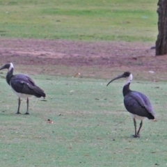 Threskiornis spinicollis at Hughes, ACT - 23 Jan 2020