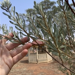 Unidentified Plant at Shannons Flat, NSW - 13 Jan 2020 by Mathew