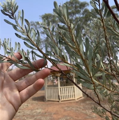 Unverified Plant at Shannons Flat, NSW - 13 Jan 2020 by Mathew