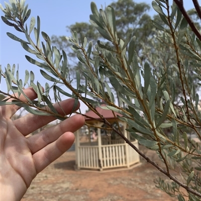 Unidentified Plant at Shannons Flat, NSW - 13 Jan 2020 by Mathew