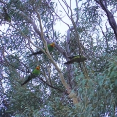 Polytelis swainsonii (Superb Parrot) at Hughes, ACT - 23 Jan 2020 by JackyF