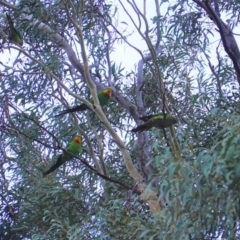 Polytelis swainsonii (Superb Parrot) at Federal Golf Course - 23 Jan 2020 by JackyF