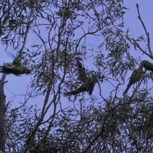 Polytelis swainsonii at Hughes, ACT - suppressed