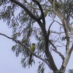 Polytelis swainsonii at Hughes, ACT - suppressed