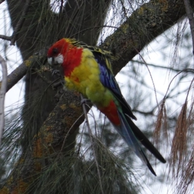 Platycercus eximius (Eastern Rosella) at Federal Golf Course - 23 Jan 2020 by JackyF