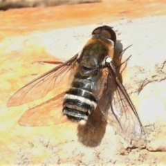 Villa sp. (genus) (Unidentified Villa bee fly) at Mulligans Flat - 21 Jan 2020 by JohnBundock
