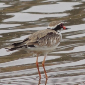 Charadrius melanops at Gordon, ACT - 23 Jan 2020 12:00 AM