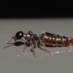 Tiphiidae (family) (Unidentified Smooth flower wasp) at Acton, ACT - 17 Jan 2020 by TimL