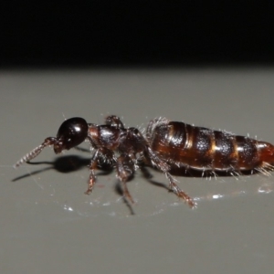 Tiphiidae (family) at Acton, ACT - 17 Jan 2020 12:38 PM