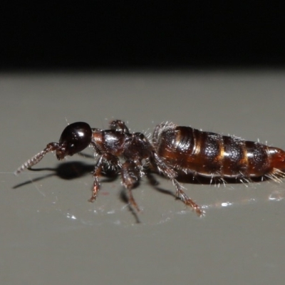 Tiphiidae (family) (Unidentified Smooth flower wasp) at Acton, ACT - 17 Jan 2020 by TimL