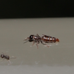 Tiphiidae (family) at Acton, ACT - 17 Jan 2020 12:38 PM