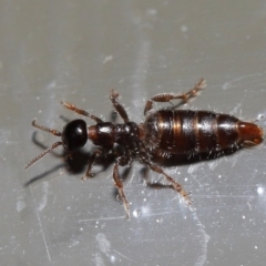 Tiphiidae (family) at Acton, ACT - 17 Jan 2020 12:38 PM