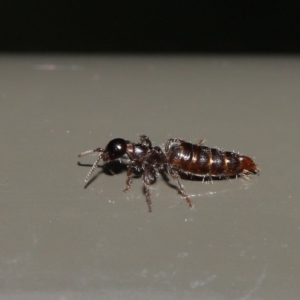 Tiphiidae (family) at Acton, ACT - 17 Jan 2020 12:38 PM