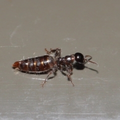 Tiphiidae (family) at Acton, ACT - 17 Jan 2020