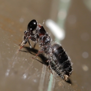 Tiphiidae (family) at Acton, ACT - 19 Jan 2020