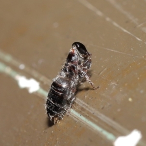 Tiphiidae sp. (family) at Acton, ACT - 19 Jan 2020