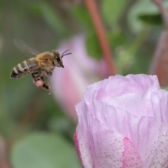 Apis mellifera (European honey bee) at Hackett, ACT - 17 Jan 2020 by TimL