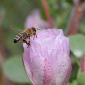 Apis mellifera at Hackett, ACT - 17 Jan 2020