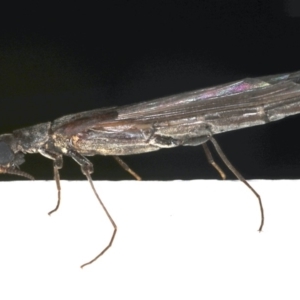 Atractocerus sp. (genus) at Ainslie, ACT - 22 Jan 2020