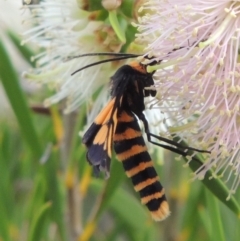 Amata (genus) (Handmaiden Moth) at Gigerline Nature Reserve - 15 Dec 2019 by michaelb