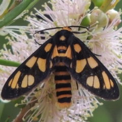 Amata (genus) at Tennent, ACT - 15 Dec 2019 06:58 PM