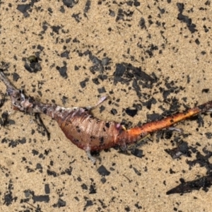 Phyllopteryx taeniolatus at Tathra, NSW - suppressed