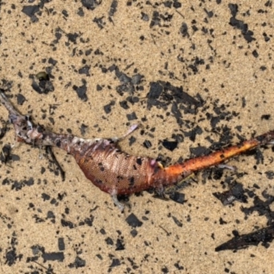 Phyllopteryx taeniolatus (Weedy Seadragon) at Tathra, NSW - 24 Jan 2020 by StephH