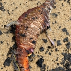 Phyllopteryx taeniolatus at Tathra, NSW - suppressed