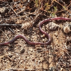 Anilios nigrescens (Blackish Blind Snake) at Molonglo River Reserve - 22 Jan 2020 by Kliston