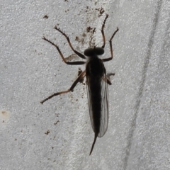 Cerdistus sp. (genus) (Slender Robber Fly) at Flynn, ACT - 23 Jan 2020 by Christine