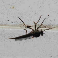 Cerdistus sp. (genus) at Flynn, ACT - 23 Jan 2020 12:17 PM