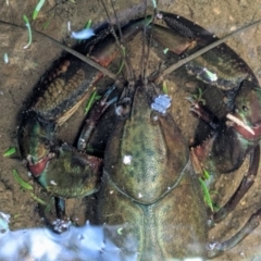 Cherax destructor (Common Yabby) at Hackett, ACT - 21 Jan 2020 by HelenCross