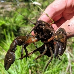 Cherax destructor at Hackett, ACT - 21 Jan 2020 12:26 PM