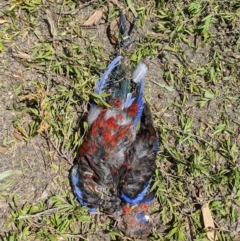 Platycercus elegans (Crimson Rosella) at Acton, ACT - 21 Jan 2020 by HelenCross