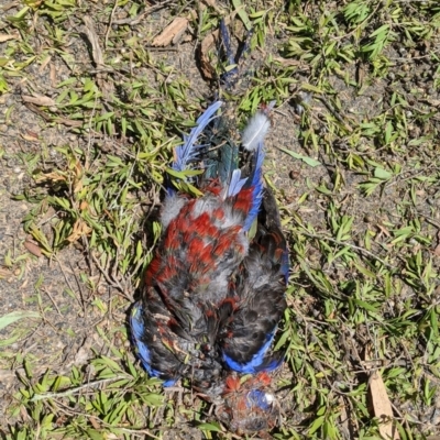 Platycercus elegans (Crimson Rosella) at Acton, ACT - 21 Jan 2020 by HelenCross