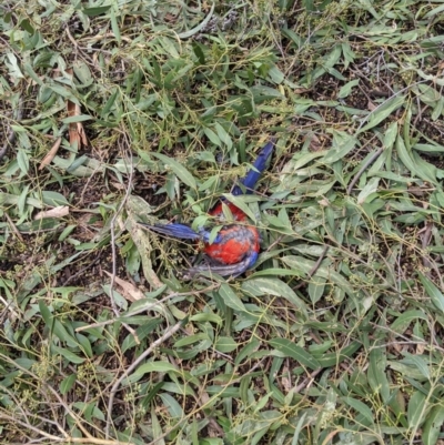 Platycercus elegans (Crimson Rosella) at Acton, ACT - 21 Jan 2020 by HelenCross