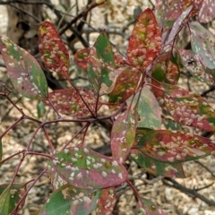 Cardiaspina albitextura (White Lace Lerp) at Watson, ACT - 21 Jan 2020 by HelenCross