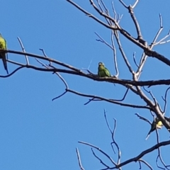 Polytelis swainsonii (Superb Parrot) at Yarralumla, ACT - 21 Jan 2020 by jpittock