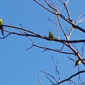 Polytelis swainsonii at Yarralumla, ACT - 22 Jan 2020