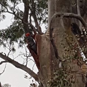 Callocephalon fimbriatum at Yarralumla, ACT - 29 Dec 2019