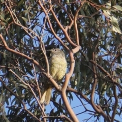 Ptilonorhynchus violaceus (Satin Bowerbird) at Hughes, ACT - 24 Jan 2020 by JackyF