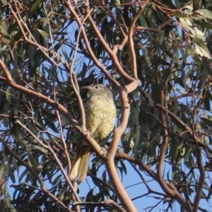 Ptilonorhynchus violaceus at Hughes, ACT - 24 Jan 2020