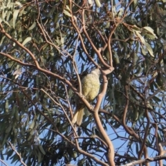 Ptilonorhynchus violaceus at Hughes, ACT - 24 Jan 2020