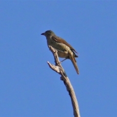 Ptilonorhynchus violaceus at Hughes, ACT - 24 Jan 2020