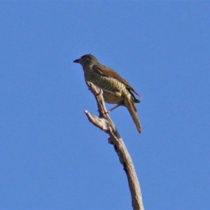 Ptilonorhynchus violaceus at Hughes, ACT - 24 Jan 2020