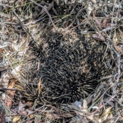 Tachyglossus aculeatus (Short-beaked Echidna) at Kambah, ACT - 24 Jan 2020 by HelenCross