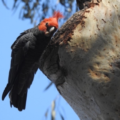 Callocephalon fimbriatum (Gang-gang Cockatoo) at ANBG - 24 Jan 2020 by HelenCross