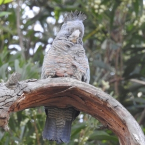 Callocephalon fimbriatum at Acton, ACT - 24 Jan 2020